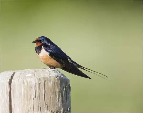 P2A0265. Barn Swallow - perched on post, being bitten by a mosquito