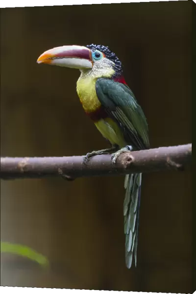 P2A1031. Curl - crested Aracari - native to the Amazon basin, perched on branch Date