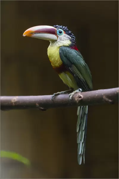 P2A1031. Curl - crested Aracari - native to the Amazon basin, perched on branch Date