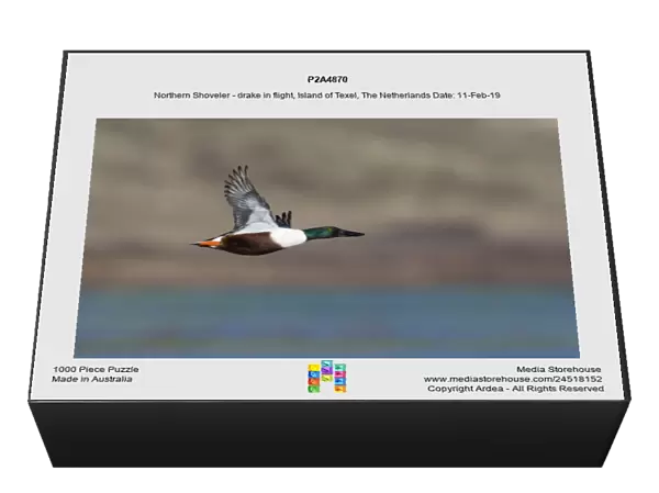 P2A4870. Northern Shoveler - drake in flight, Island of Texel, The Netherlands Date