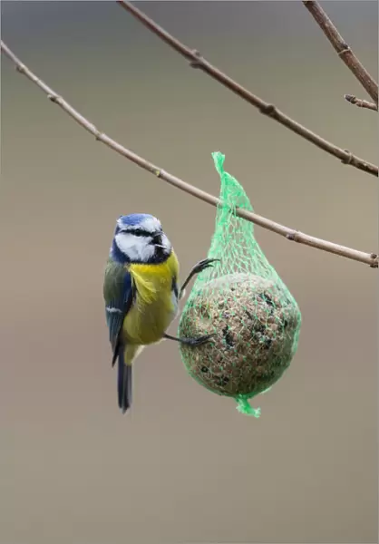 P2A6348. Blue Tit - feeding on suet feeder in winter, North Hessen, Germany Date