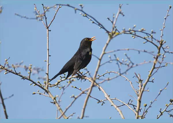 P2A8347. Blackbird - male singing in spring, North Hessen, Germany Date: 11-Feb-19