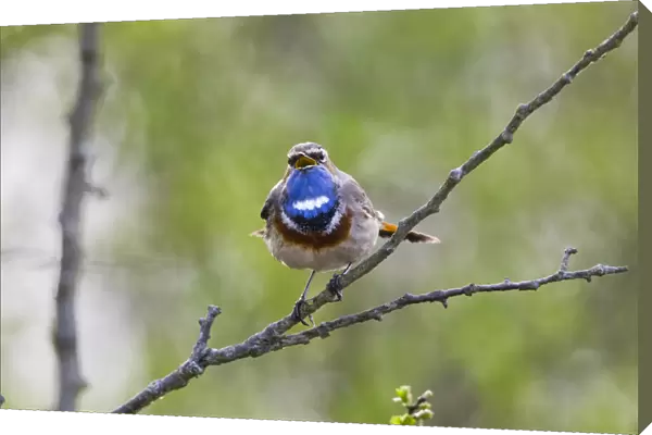 P2A9012. White-spotted Bluethroat - single male, singing