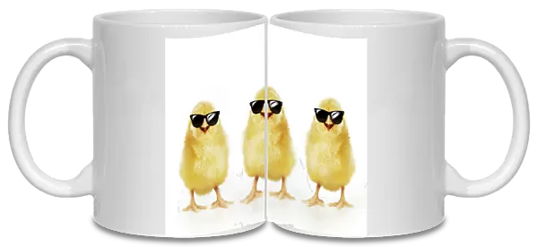 Chicken, Three Chicks wearing sunglasses, smiling, laughing, cool chicks