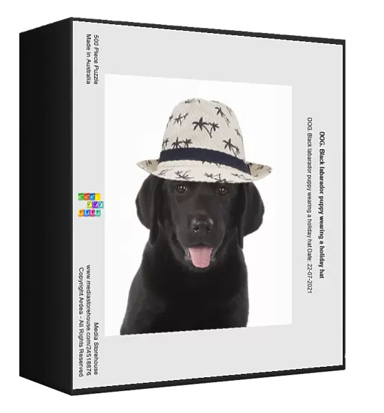 DOG. Black labarador puppy wearing a holiday hat