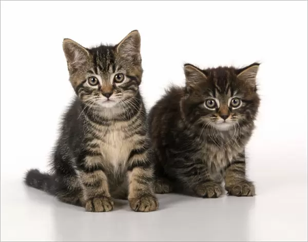 CAT. 7 weeks old tabby kittens, sitting together, cute, studio, white background