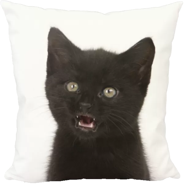 CAT, . 7 week old black kitte nlicking lips mouth open, studio, white background