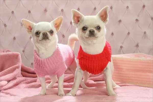 Chihuahua dogs indoors wearing a jumper Date