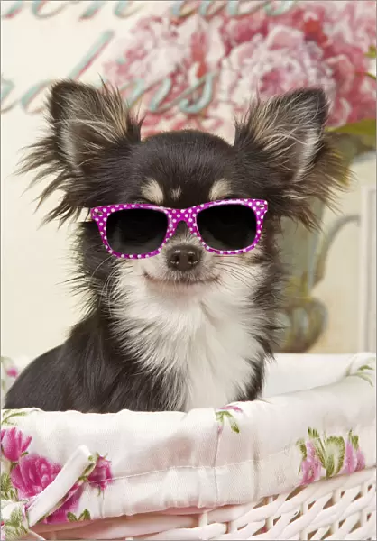 Dog - Long haired Chihuahua puppy wearing pink glasses