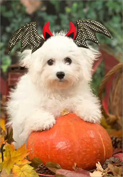 AO1V9277. Bichon Frise puppy outdoors at Halloween with a punlkin and horns Date