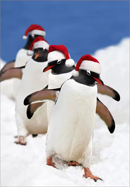 WAT-15427. Gentoo Penguin - marching in red Christmas Santa hats Date