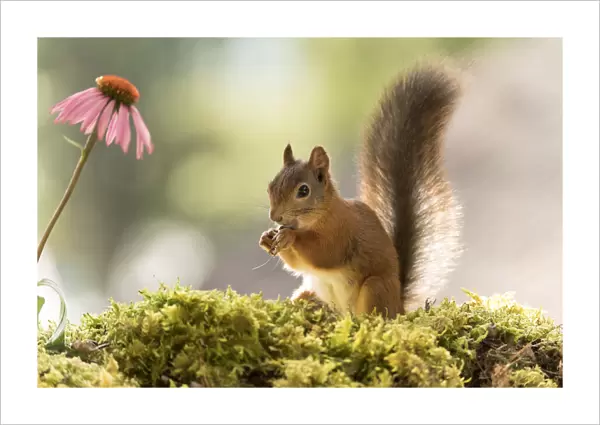 Red Squirrel, Sciurus vulgaris, Eurasian red squirrel, Sweden