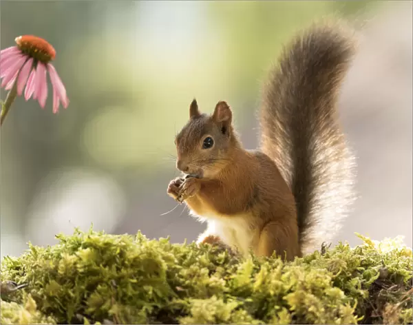 Red Squirrel, Sciurus vulgaris, Eurasian red squirrel, Sweden