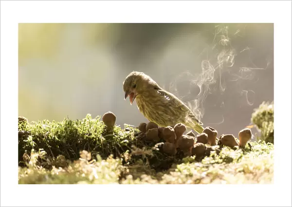 greenfinch with puffballs and spore smoke