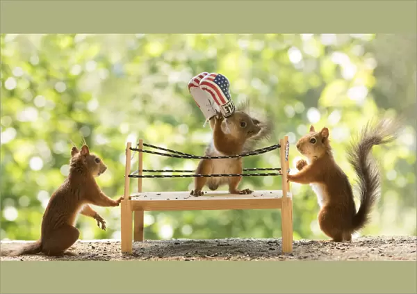 Red Squirrels standing in a boxing ring