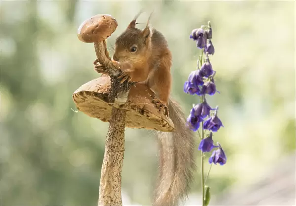 young Red Squirrel holding a mushroom