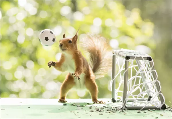 Red Squirrel is looking at a football