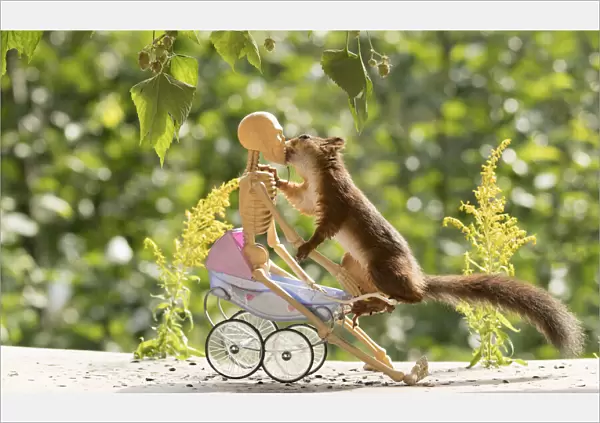 Red Squirrel and skeleton on a stroller