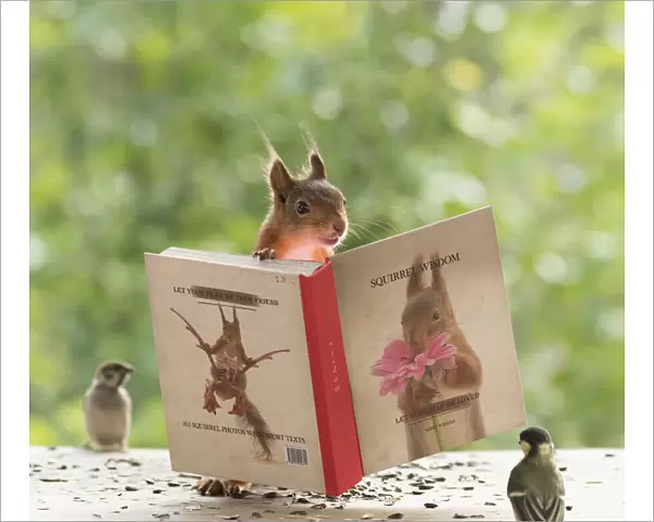 Red Squirrel standing behind the book squirrel wisdom
