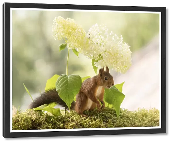 Red Squirrel stand in front of white hortensia