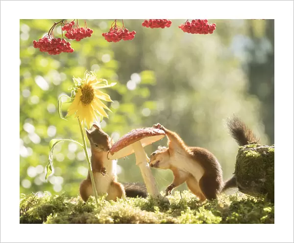 Red Squirrels with mushrooms Red Squirrels with a mushroom and sunflower