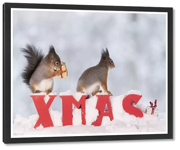 Red squirrels standing on capitals in snowwith a present