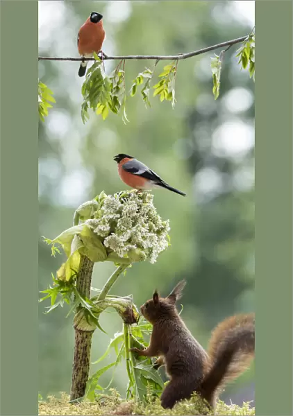 Red squirrel and bullfinch with a rhubarb flower