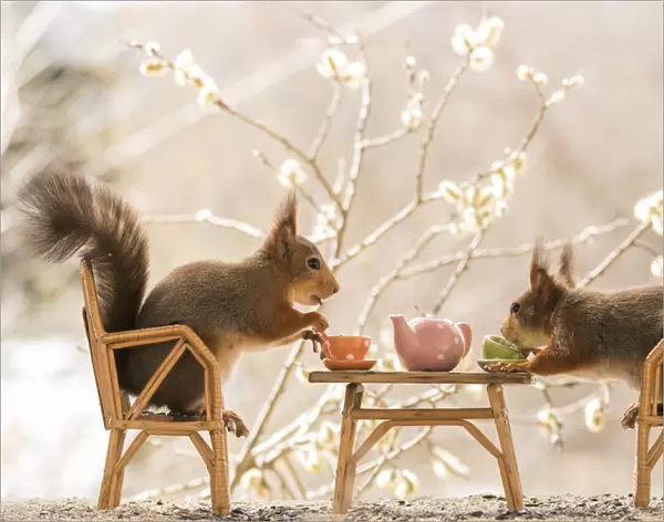 Red Squirrels on a chair holding a cup
