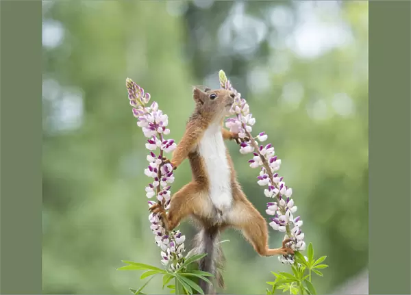 Red Squirrel standing in split between lupine flowers