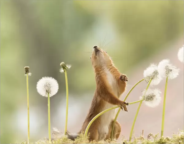 Red Squirrel looking up holding dandelion bud with seeds