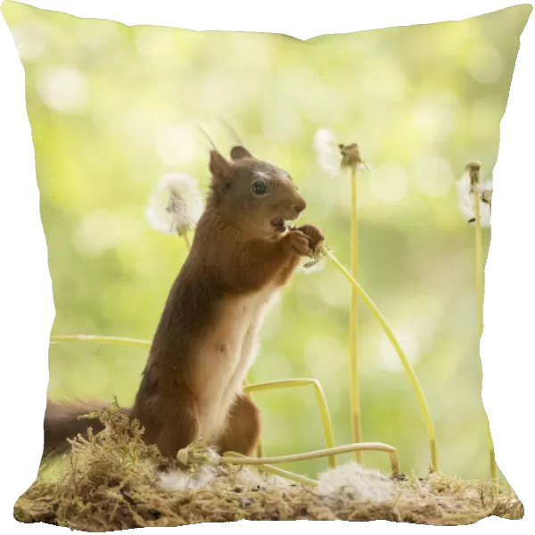 Red Squirrel eating a dandelion bud with seeds