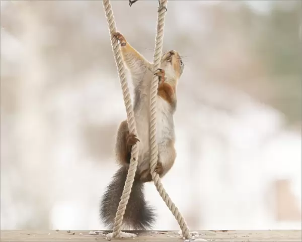 Red Squirrel and great tit climbing in ropes