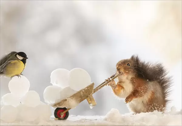 Red squirrel holding an wheelbarrow with ice balls and bird