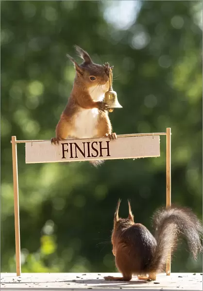 red squirrels holding a bell with a finish sign