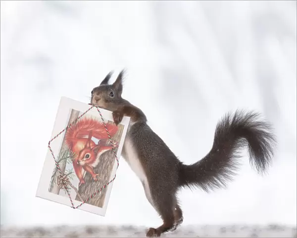 red squirrels holding cards from Fiona, C. Lunn and Sara Westaway