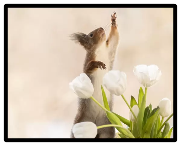 red squirrel reaching from behind white tulips