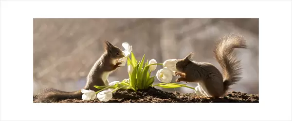 red squirrels smelling and holding white tulips