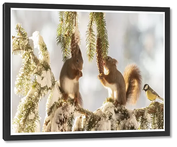 Red squirrels standing on a snow pine branch with great tit