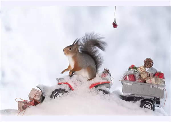 red squirrel standing on a Quadbike with presents