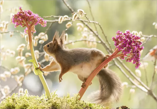 red squirrel and bullfinch stand with Bergenia flowers