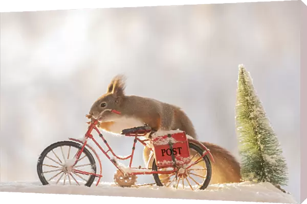red squirrel standing with a bicycle with snow