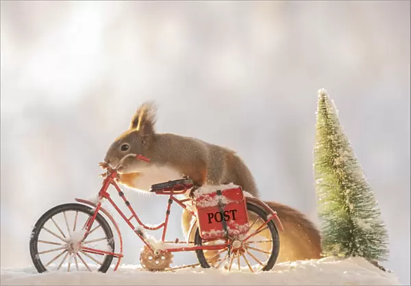 red squirrel standing with a bicycle with snow