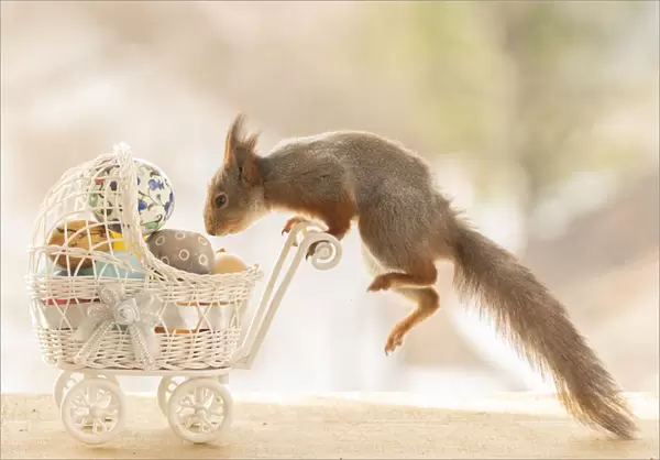Red Squirrel jumping on a stroller with eggs