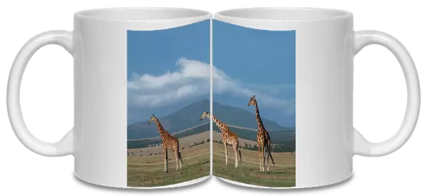 Africa, Kenya, Northern Frontier District, Ol Pejeta Conservancy. Reticulated giraffe Date: 24-10-2020