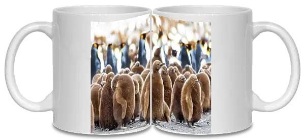 Southern Ocean, South Georgia. King penguin chicks stand together with adults in the background. Date: 18-11-2011