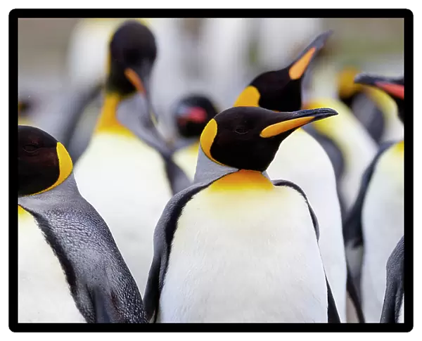 Southern Ocean, South Georgia. Portrait of a king penguin among other adults. Date: 18-11-2011