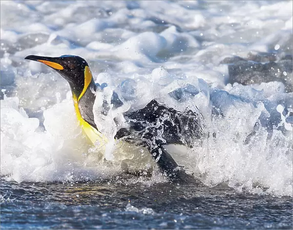 Southern Ocean, South Georgia. A king penguin surfs the waves to the shore. Date: 13-10-2012