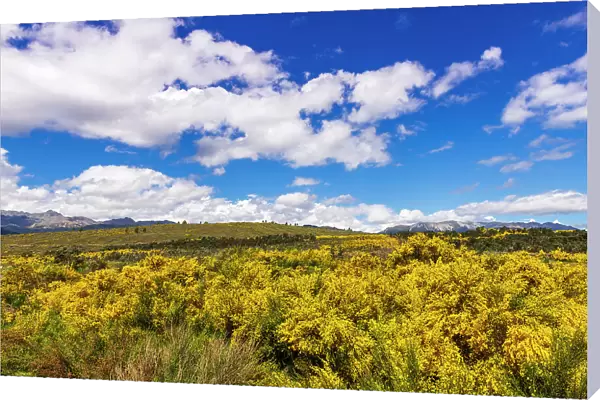 Wildflowers on rolling hills above Lake Te Anau, South Island, New Zealand Date: 01-07-2021