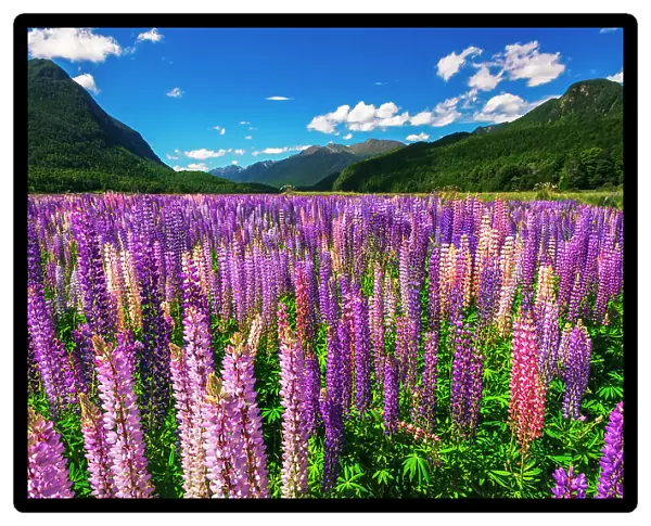 Spring lupine in Eglinton Valley, Fiordland National Park, South Island, New Zealand Date: 01-07-2021