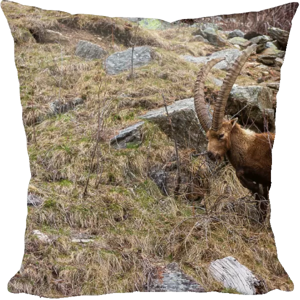 Alpine ibex (capra ibex), Valsavarenche, Gran Paradiso National Park, Aosta Valley, Italy. Date: 27-04-2019